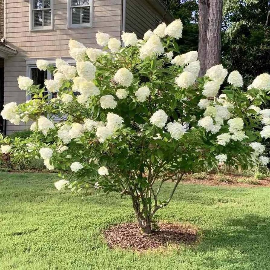 Ornamental Trees