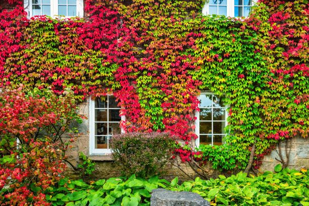 Climbing Vines